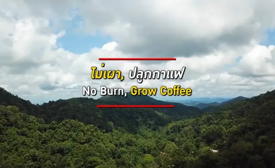 You are currently viewing Growing Coffee to Reduce Burning