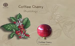 Read more about the article Coffee Cherry Physiology