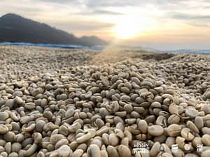 Read more about the article รู้ไหม?….ทำไมกาแฟจึงสร้างรายได้และเป็นเครื่องดื่มที่ได้รับความนิยมจากทั่วทุกมุมโลก