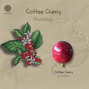 Read more about the article Coffee Cherry Physiology