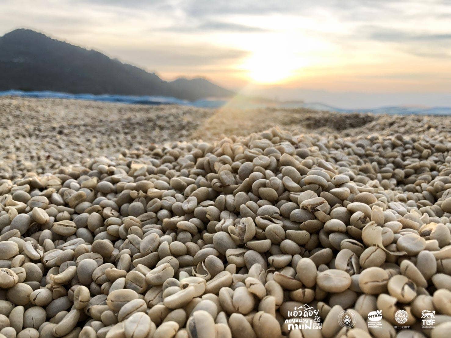You are currently viewing รู้ไหม?….ทำไมกาแฟจึงสร้างรายได้และเป็นเครื่องดื่มที่ได้รับความนิยมจากทั่วทุกมุมโลก